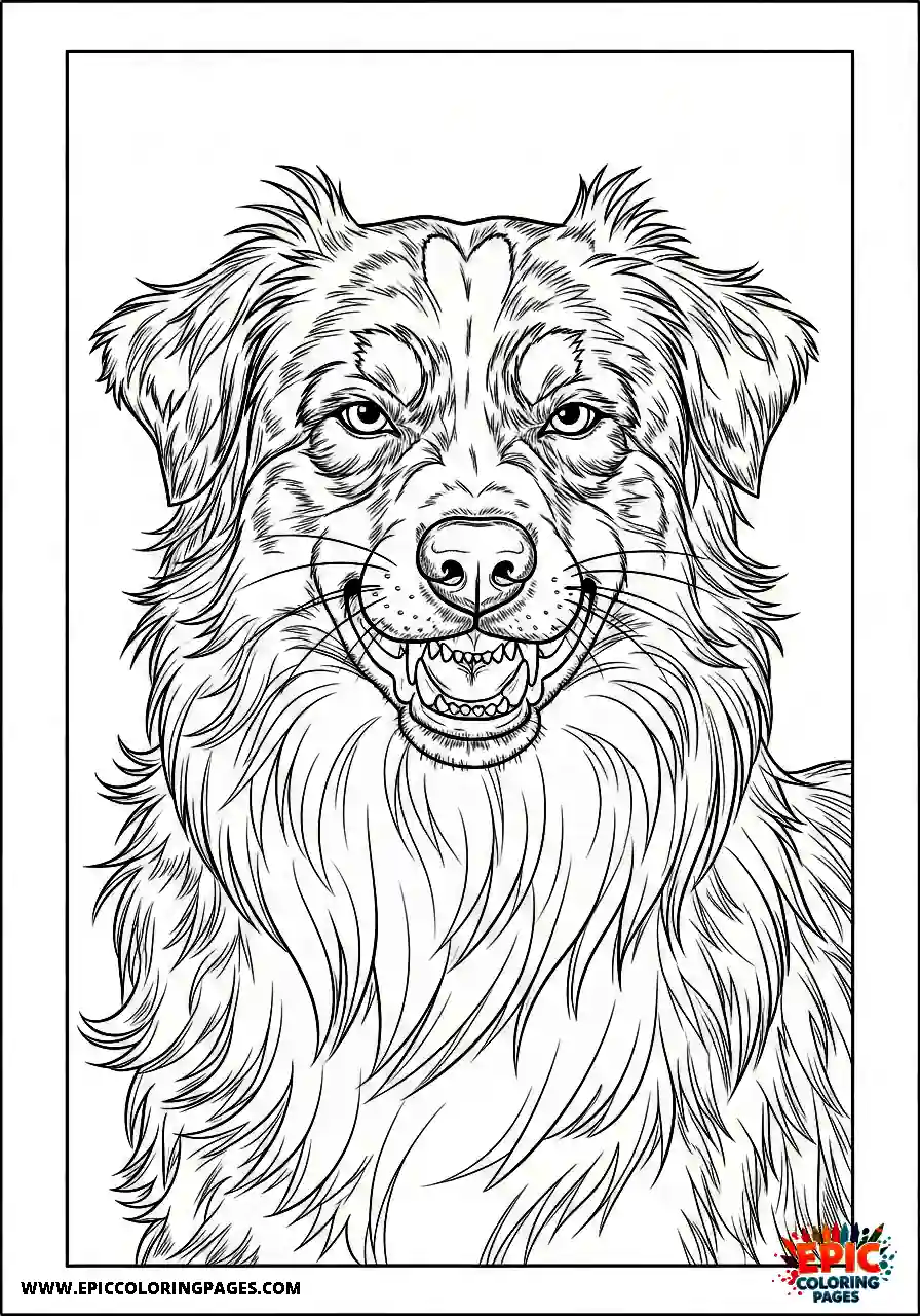 Australian Shepherd Australian Shepherd snarling with bared teeth