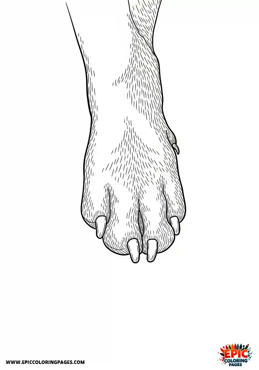 Boxer Close up of a single front boxer dog paw