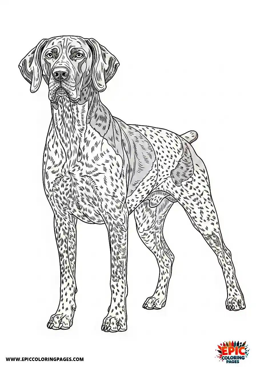 german shorthaired pointer German shorthaired pointer with an athletic dog structure from a slightly turned perspective