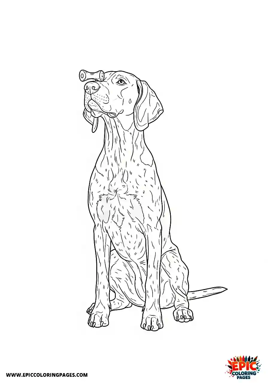 german shorthaired pointer German shorthaired pointer with intense concentration while holding a snack on its snout