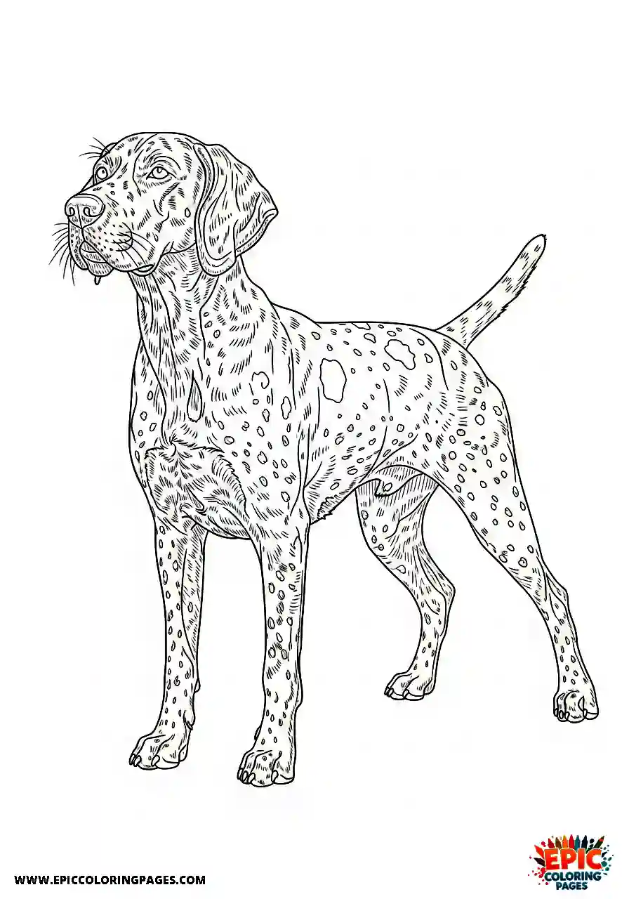 german shorthaired pointer German shorthaired pointer with intricate ticking marks along the canine flank