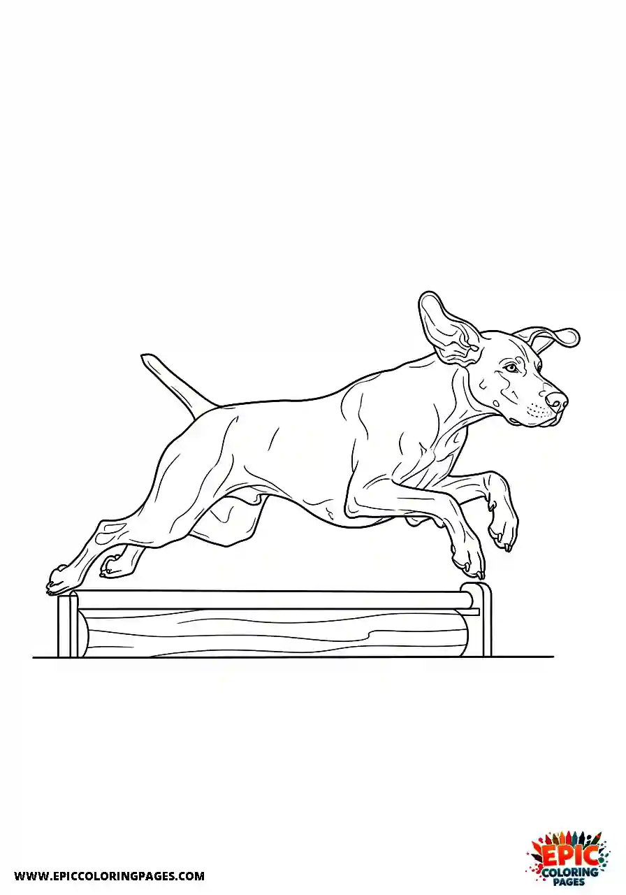german shorthaired pointer German shorthaired pointer jumping powerfully over a training hurdle in midair