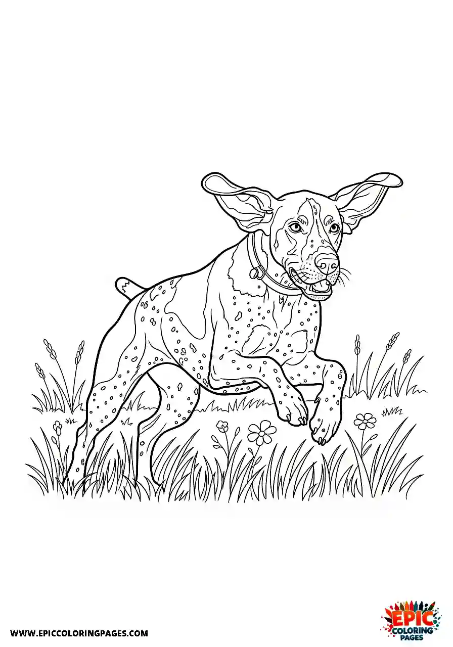 german shorthaired pointer German shorthaired pointer leaping with pure happiness through tall summer meadow grass