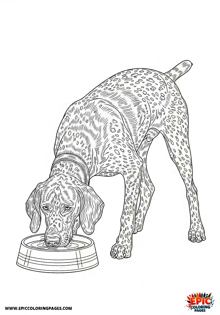 german shorthaired pointer German shorthaired pointer lowering its snout into a metallic drinking bowl on the tiled floor