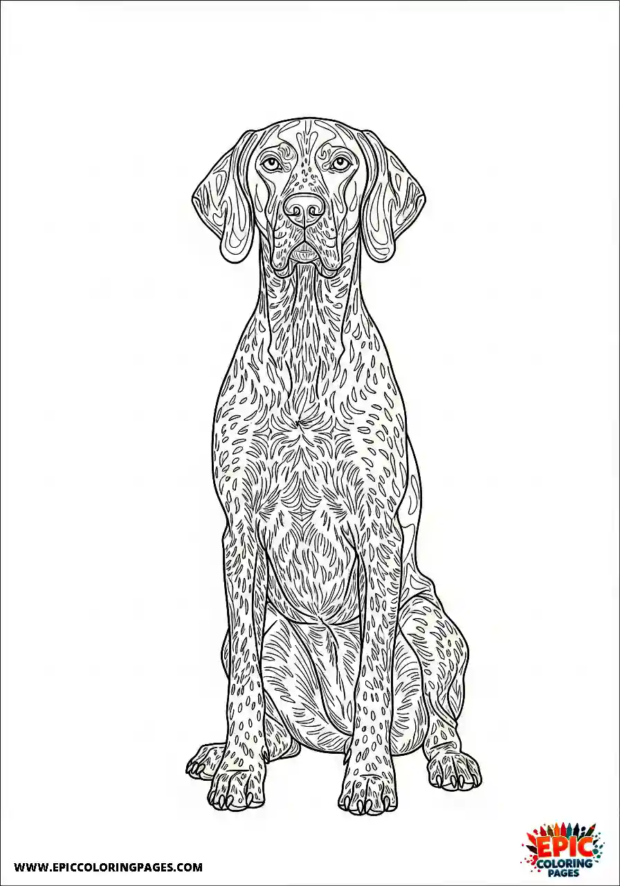 german shorthaired pointer German shorthaired pointer resting straight up with excellent body alignment