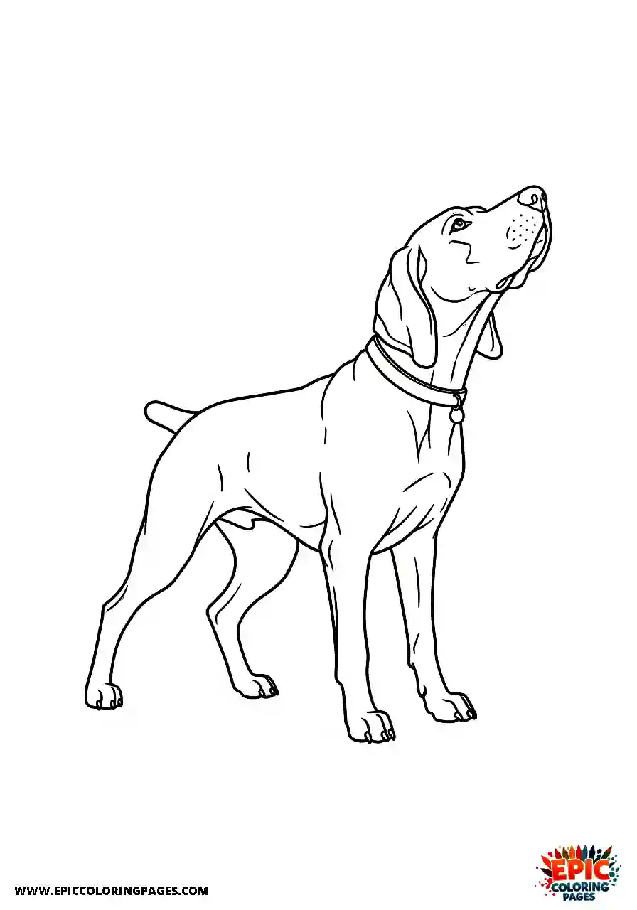 german shorthaired pointer German shorthaired pointer sniffing the air while tracking an outdoor scent