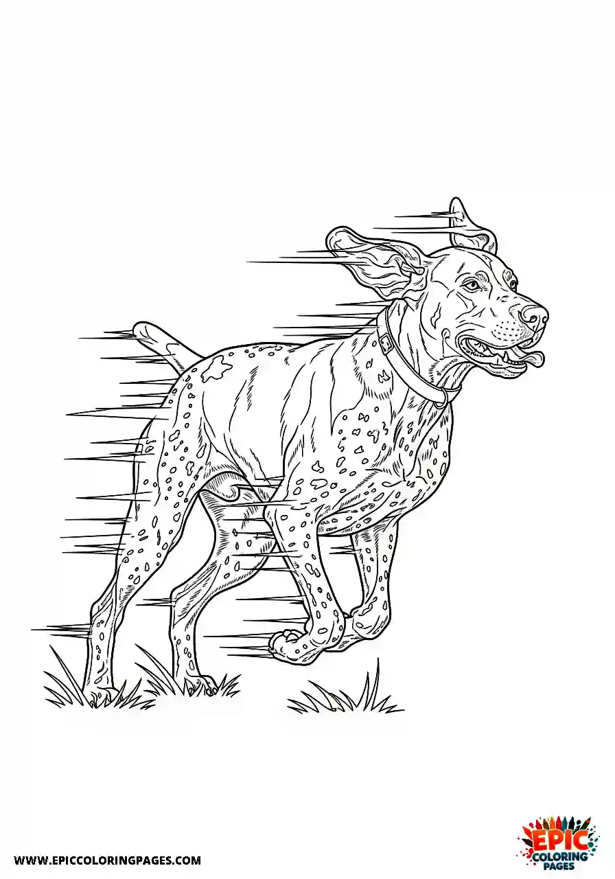 german shorthaired pointer German shorthaired pointer sprinting intensely to create a dynamic sense of rapid motion