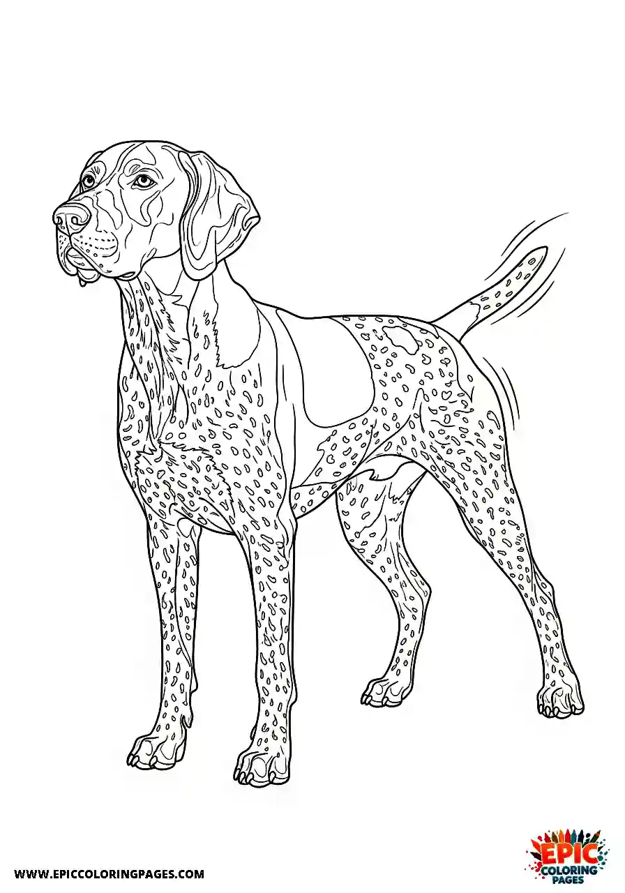 german shorthaired pointer German shorthaired pointer standing attentively while happily wagging its short docked tail
