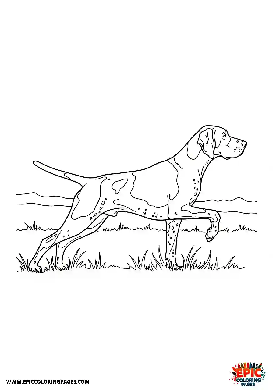 german shorthaired pointer German shorthaired pointer standing completely motionless while indicating a scent in the pasture