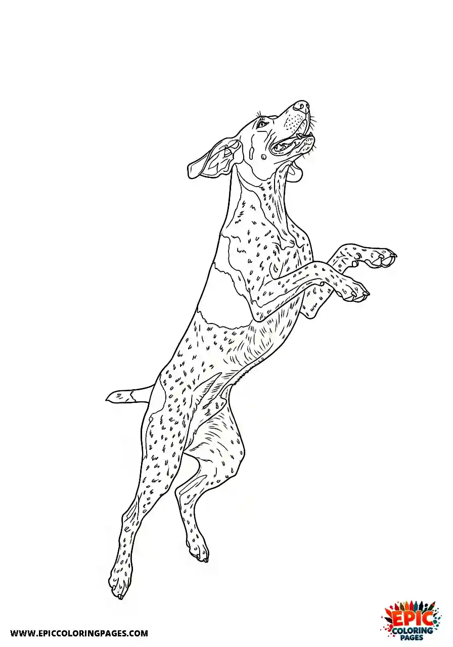 german shorthaired pointer German shorthaired pointer standing on hind legs to offer an enthusiastic hello