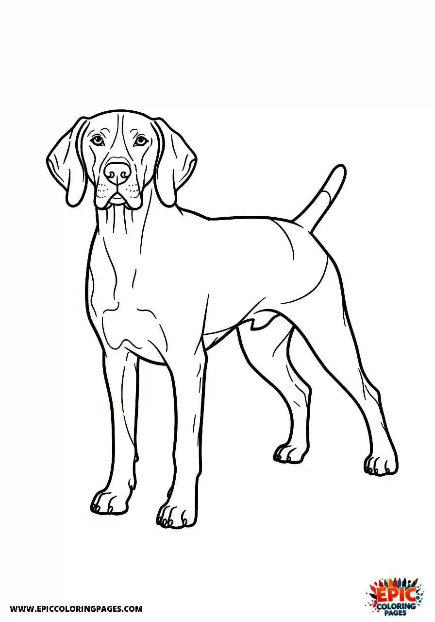 german shorthaired pointer German shorthaired pointer standing proudly with perfect conformation for a competitive event