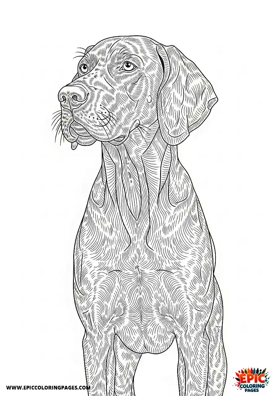 german shorthaired pointer German shorthaired pointer with strong physical chest and shoulder musculature