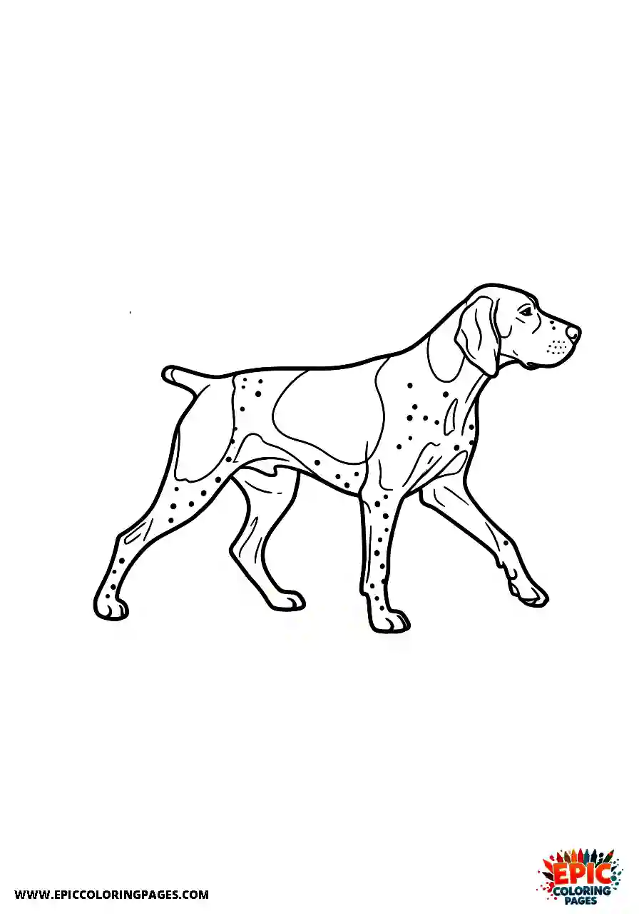 german shorthaired pointer German shorthaired pointer taking a leisurely stroll seen from a lateral perspective