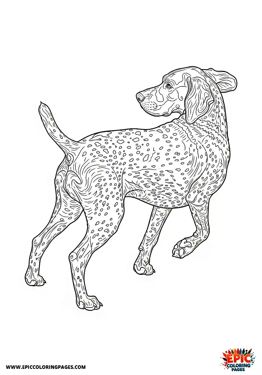 german shorthaired pointer German shorthaired pointer turning rapidly in tight circles trying to catch its own back end