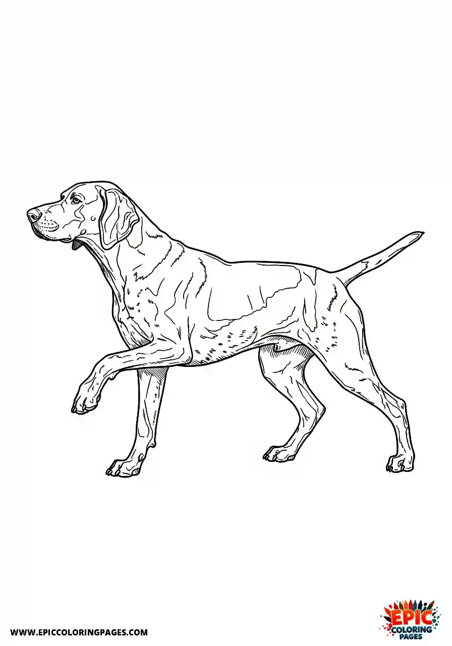 german shorthaired pointer Realistic style german shorthaired pointer freezing completely still in a traditional hunting point