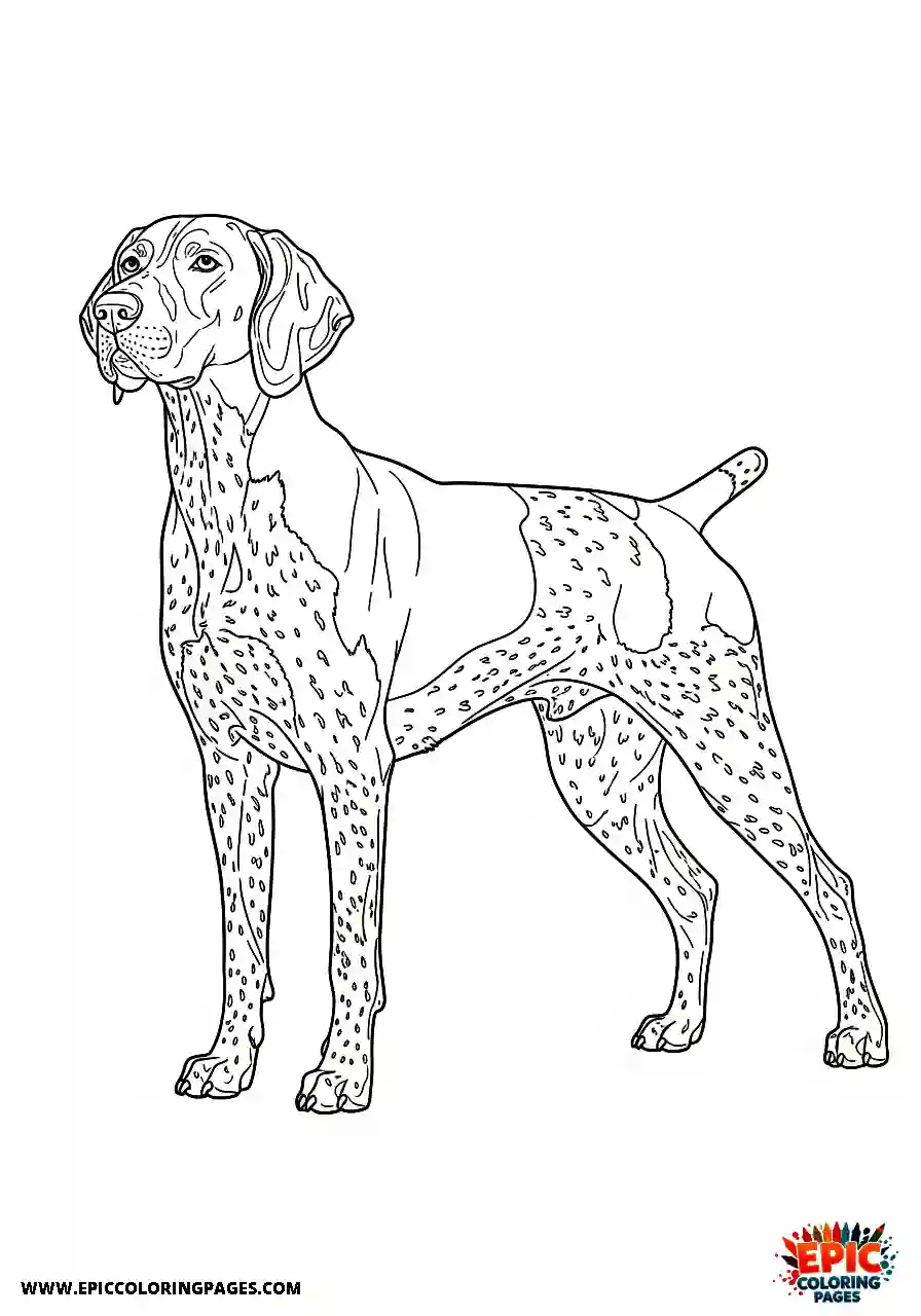 german shorthaired pointer Realistic style german shorthaired pointer posing flawlessly in a classic dog show stance
