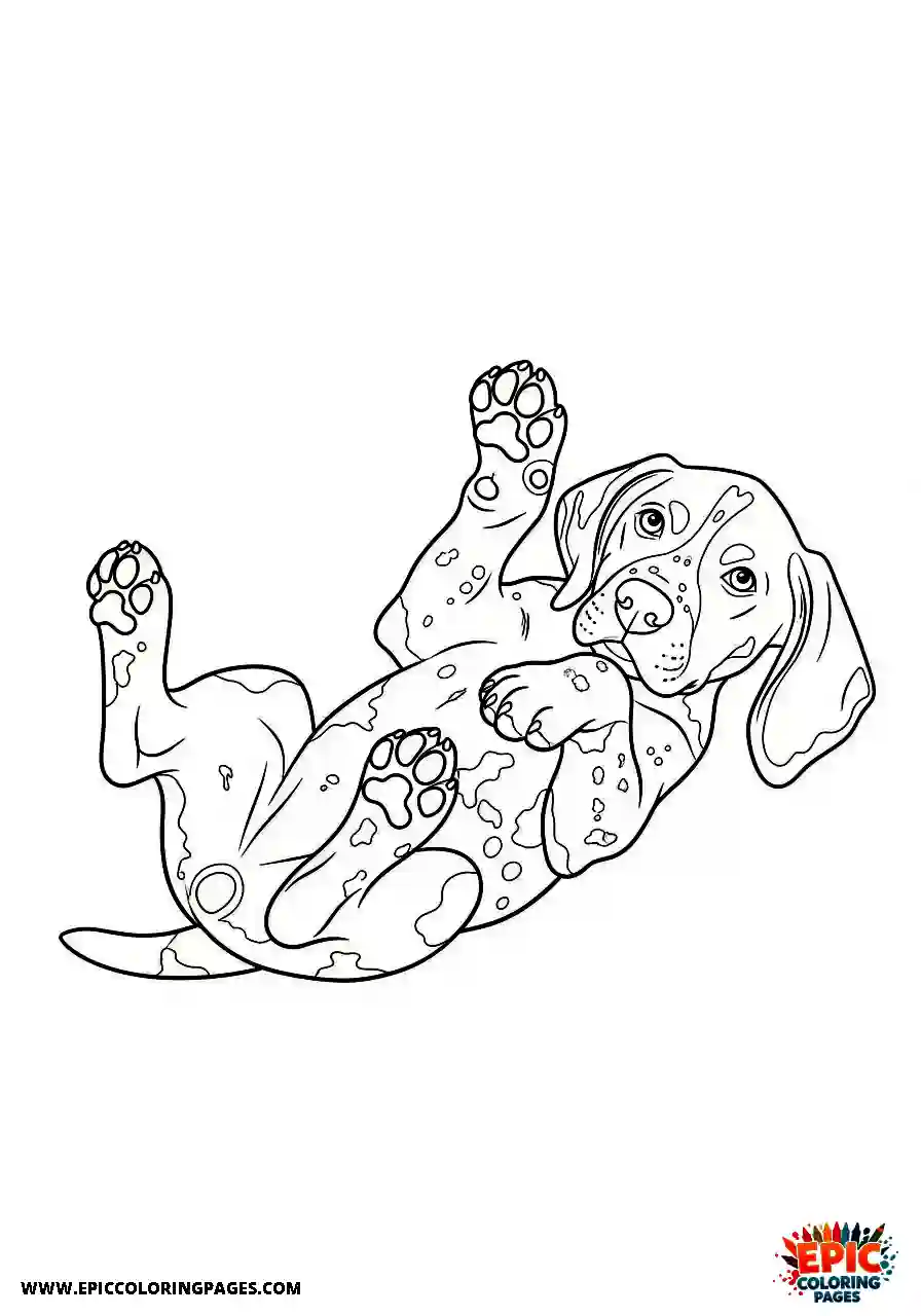 german shorthaired pointer Realistic style german shorthaired pointer puppy twisting playfully onto its spine