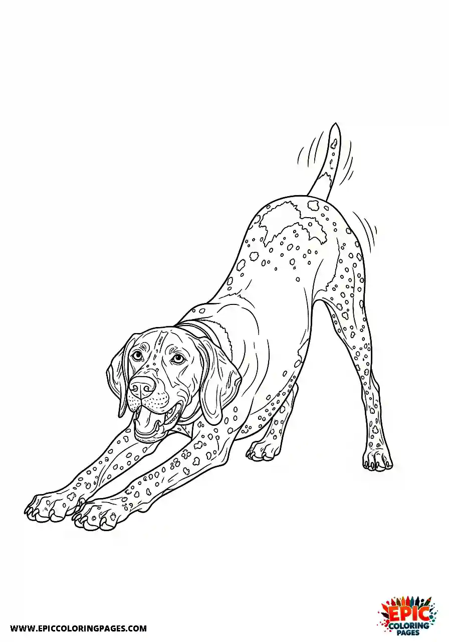 german shorthaired pointer Realistic style german shorthaired pointer stretching low into a friendly canine play bow position