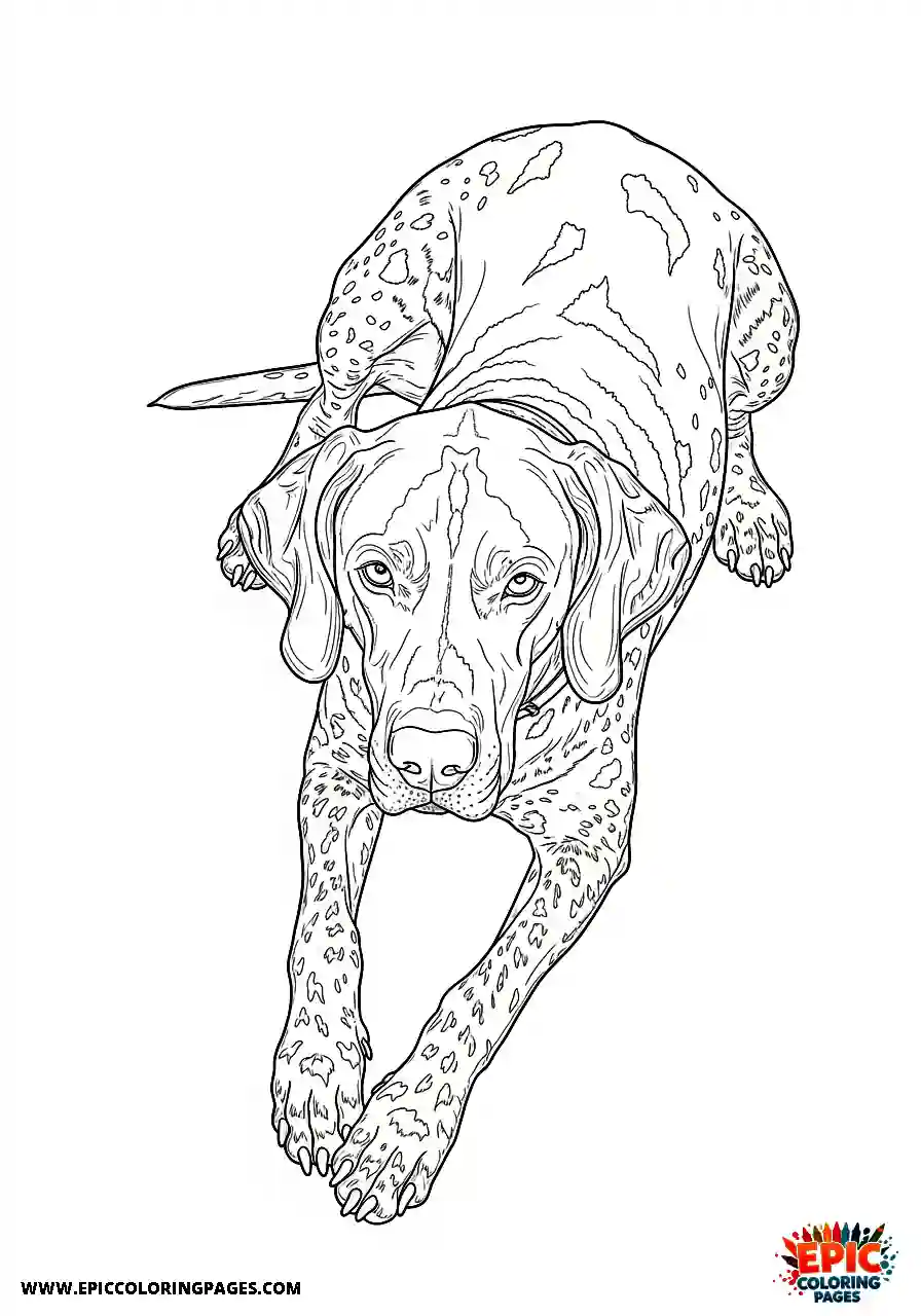 german shorthaired pointer Realistic style german shorthaired pointer viewed from directly above looking down at the spine