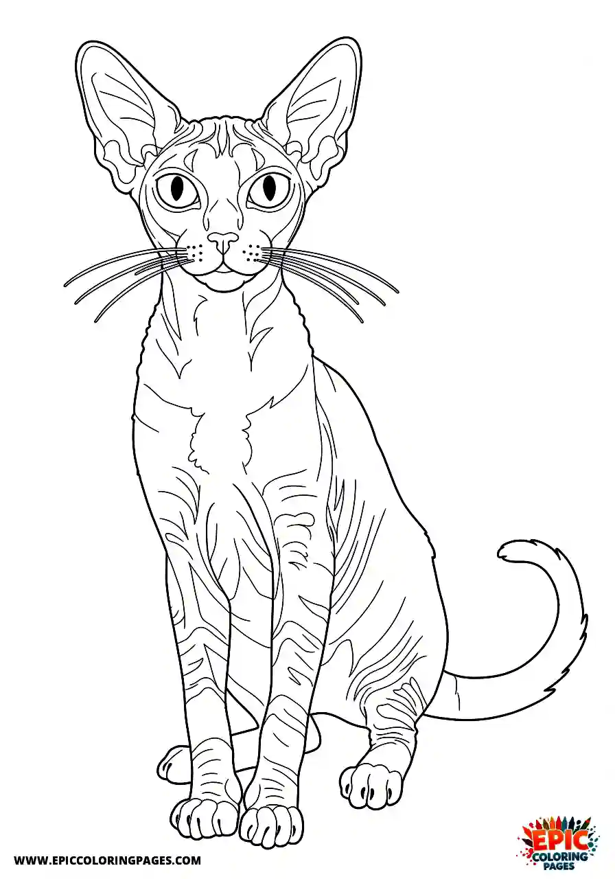 Cornish Rex Cornish rex standing in a dramatic hero pose